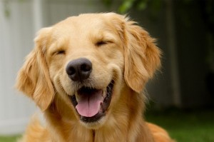 chien heureux