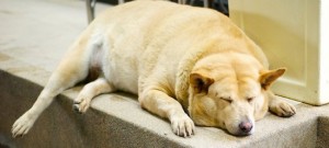 gros chien obesite